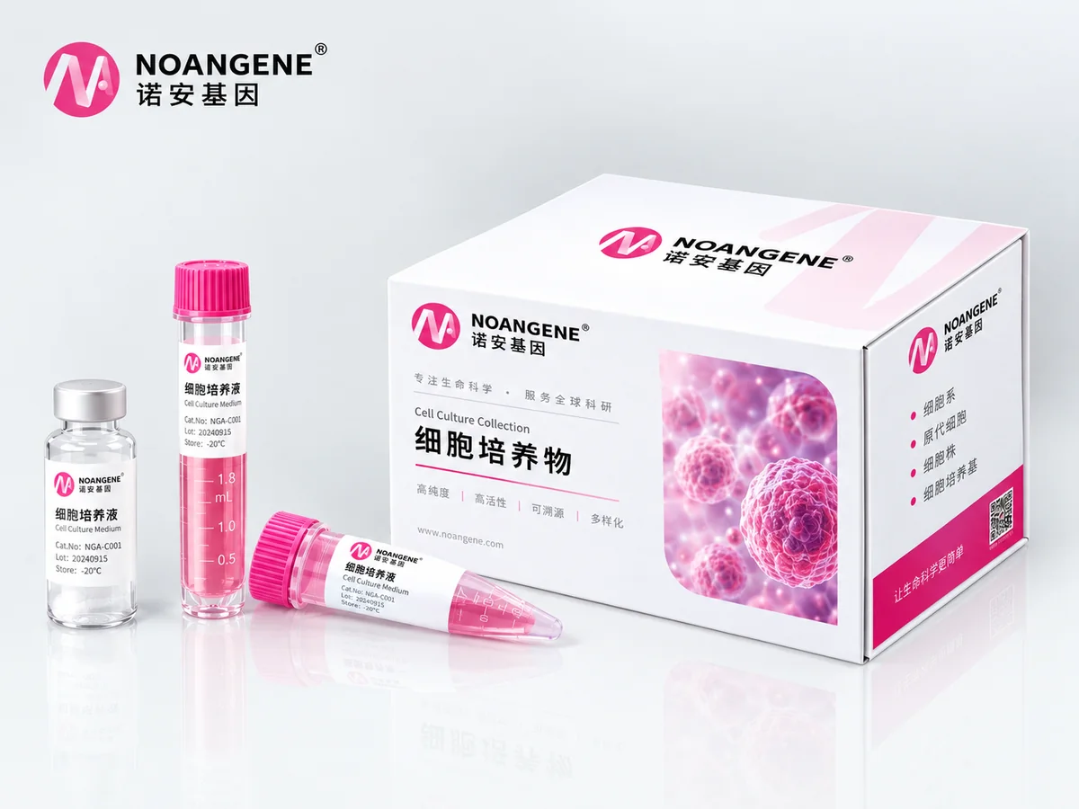 B16小鼠黑色素瘤细胞