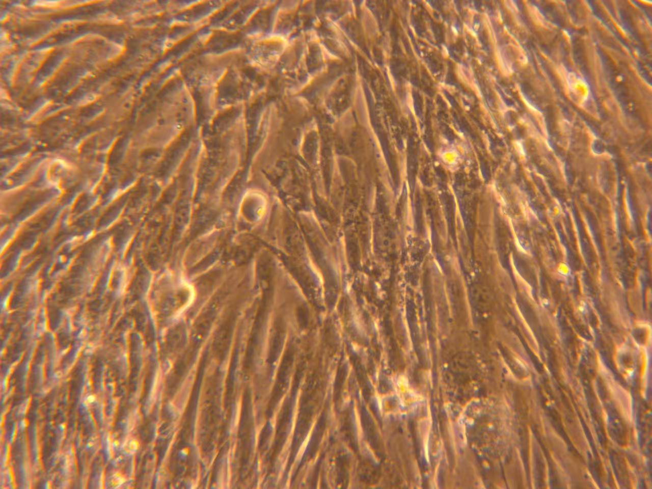 HAVSMC/永生化人主动脉平滑肌细胞