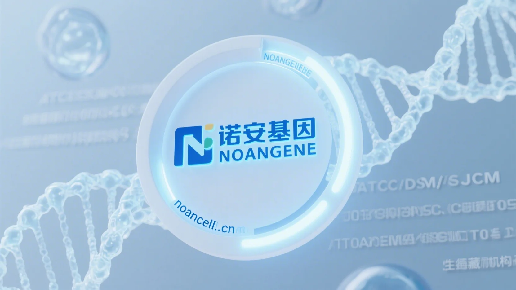 贝氏不动杆菌/Acinetobacter baylyi